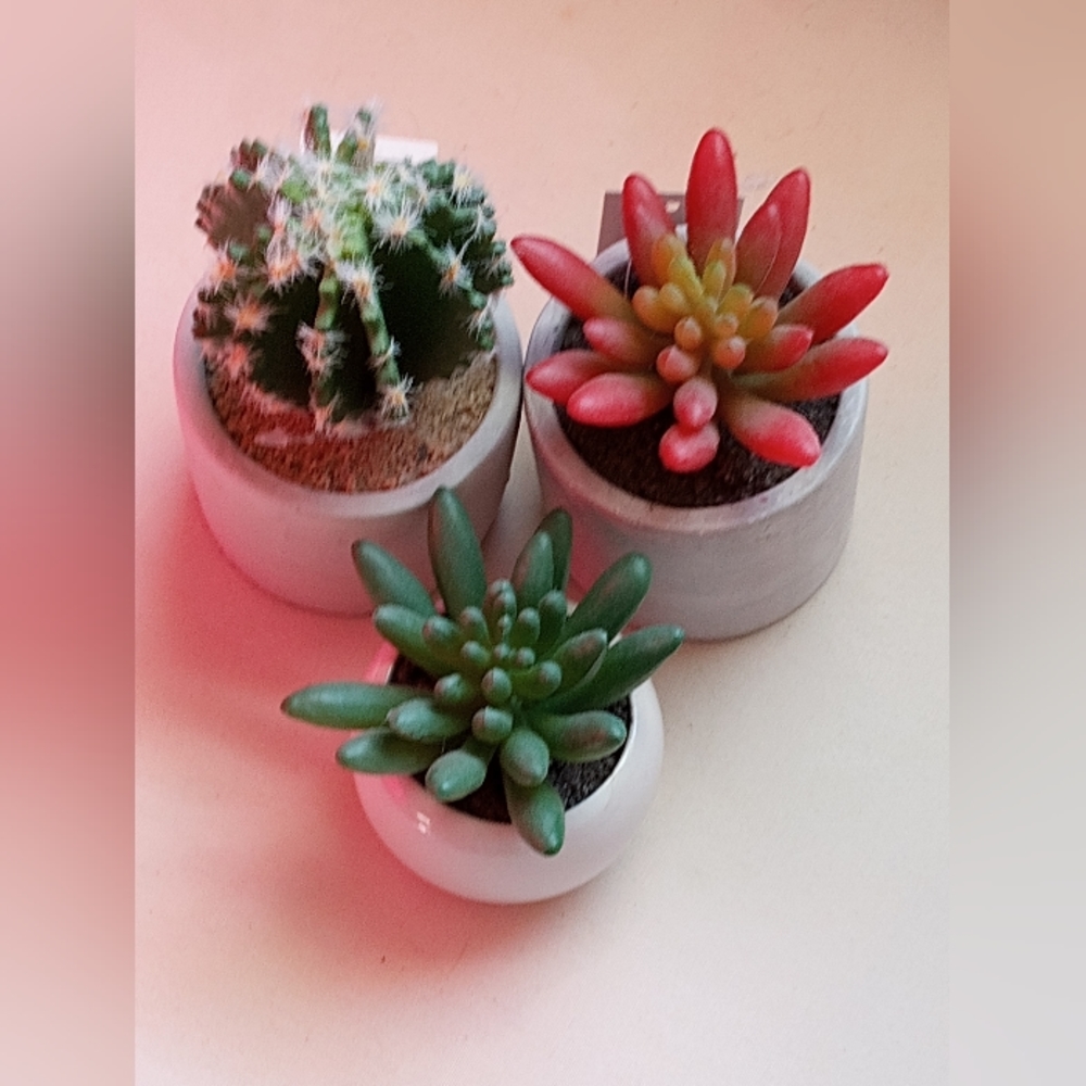 Cuuuuute Succulent Planter Set - Green and Red - Picture 6 of 8